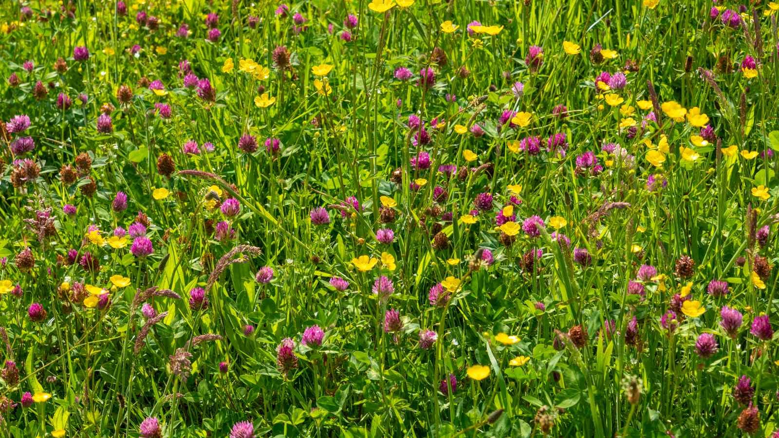 Wat te doen bij hooikoorts?