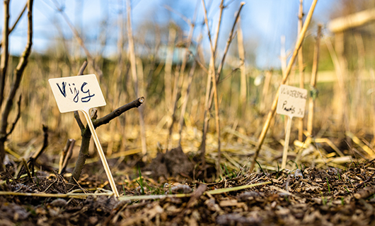 zaadjes fruitbomen in de grond