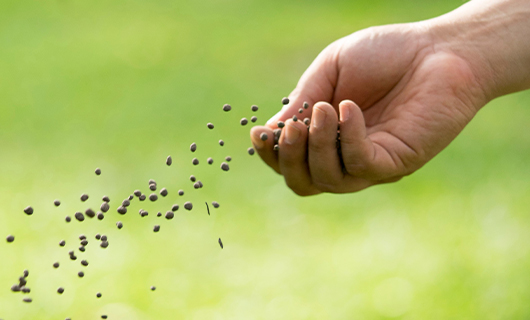 Hand die wilde bloemen zaait