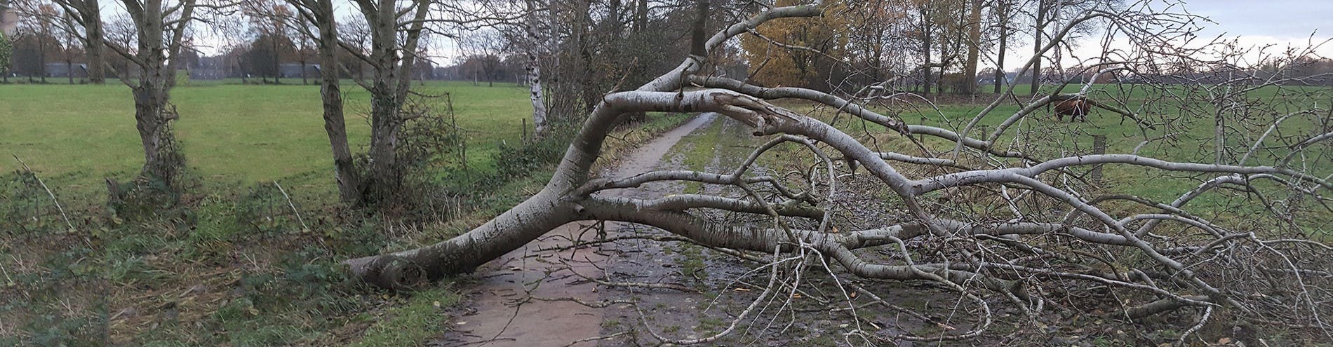 boom ligt over landweg